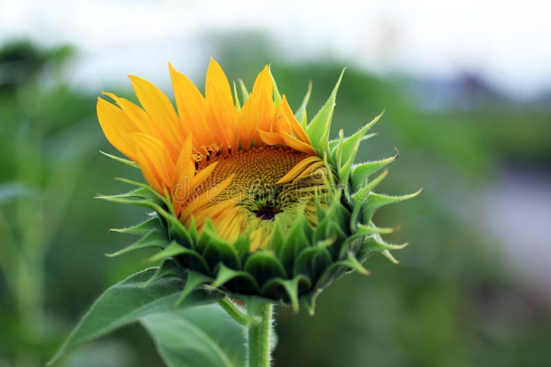 Belle tournesol. fleur jaune closeuse sur fond de jardin vert frais photo stock