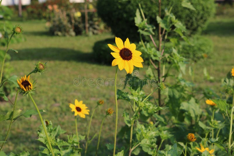 Beau tournesol jaune au Bangladesh Cette image a capturé par moi de Rangpur Jamidar Bari Flower Garden images libres de droits Beau tournesol jaune au Bangladesh Cette image a capturé par moi de Rangpur Jamidar Bari Flower Garden images libres de droits