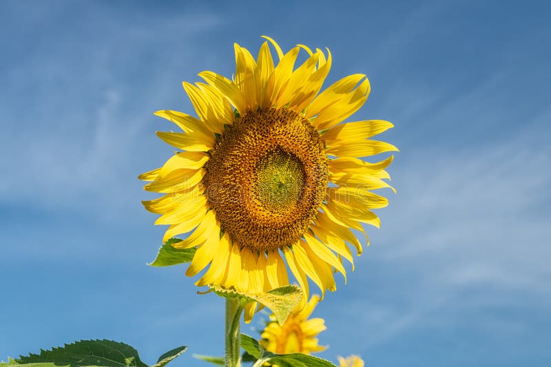 Beau tournesol sur le ciel bleu. image stock