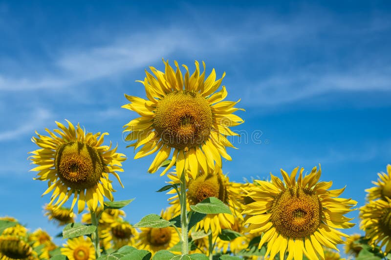 Beau tournesol sur le ciel bleu. photos stock
