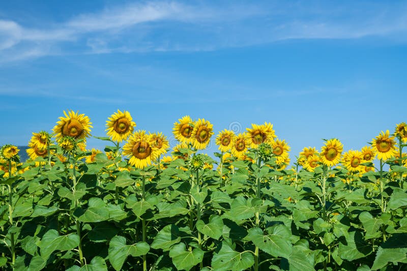 Beau tournesol sur le ciel bleu. photos libres de droits