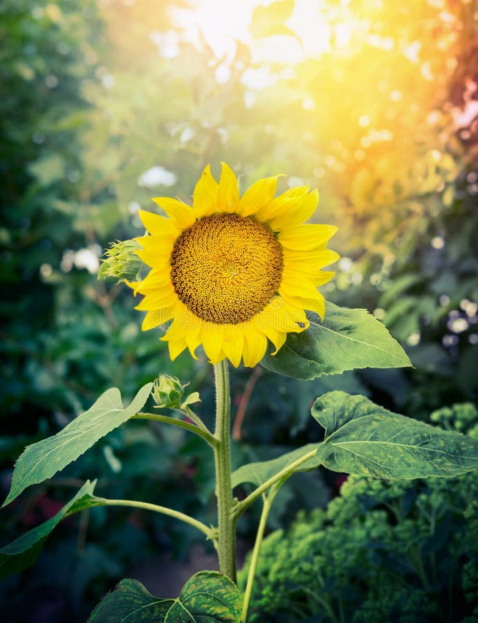 Beau tournesol sur le fond de nature de jardin photos stock