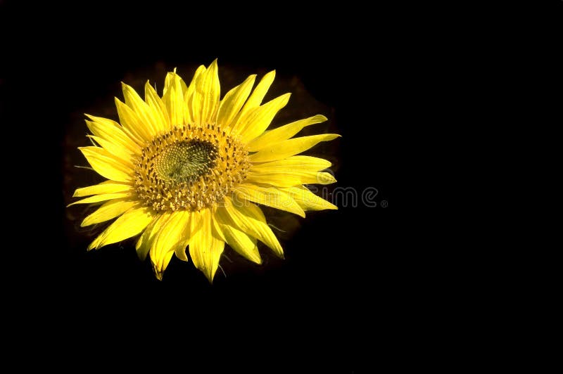 Beau tournesol sur le fond foncé image libre de droits