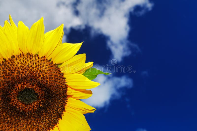 Beau tournesol sur un fond d'un ciel bleu images stock