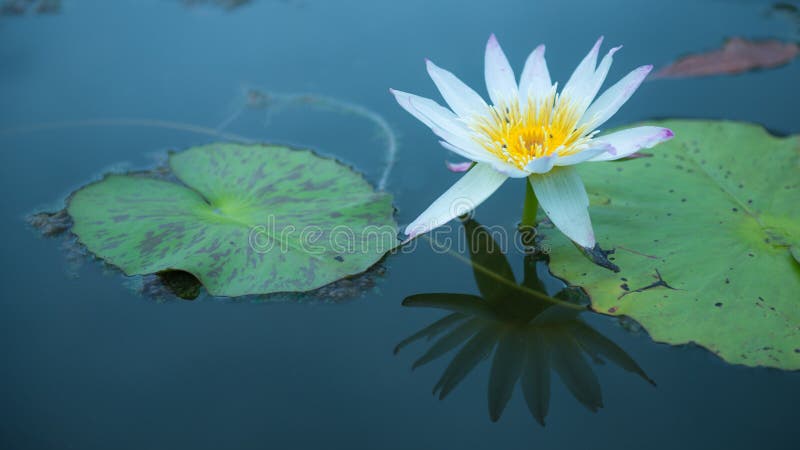 beau waterlily blanc image libre de droits beau waterlily blanc image libre de droits