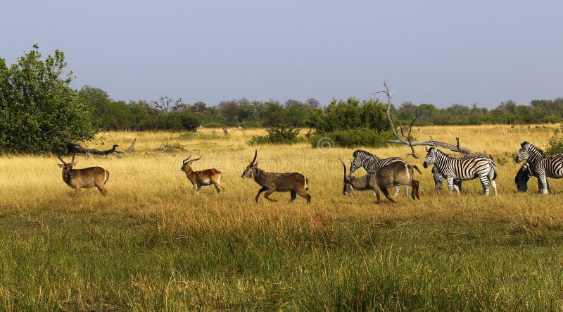 Beau zèbre de Waterbucks et de Burchell sur les plaines africaines photo libre de droits Beau zèbre de Waterbucks et de Burchell sur les plaines africaines photo libre de droits