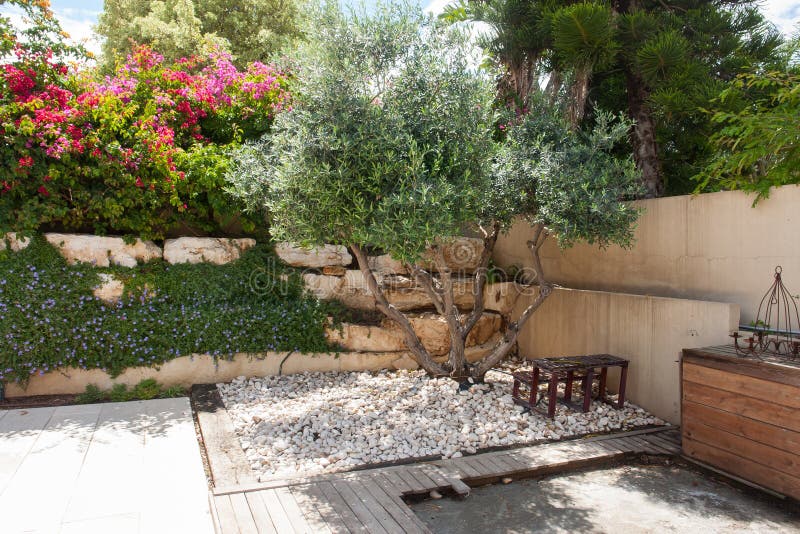 Beauatiful classical Mediterranean garden with blooming flowers and an olive tree. Beauatiful classical Mediterranean garden with blooming flowers and an olive tree