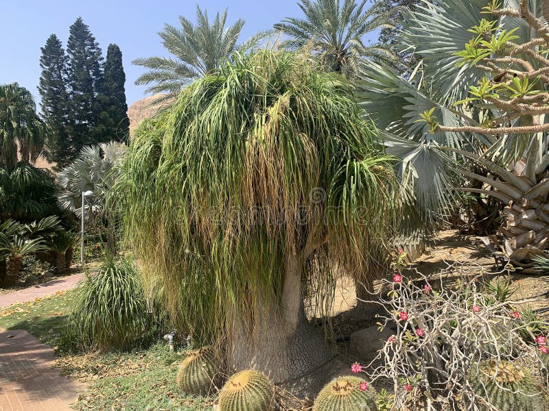 Beaucarnea recurvata, elephant foot or ponytail palm in Ein Gedi Botanical Garden