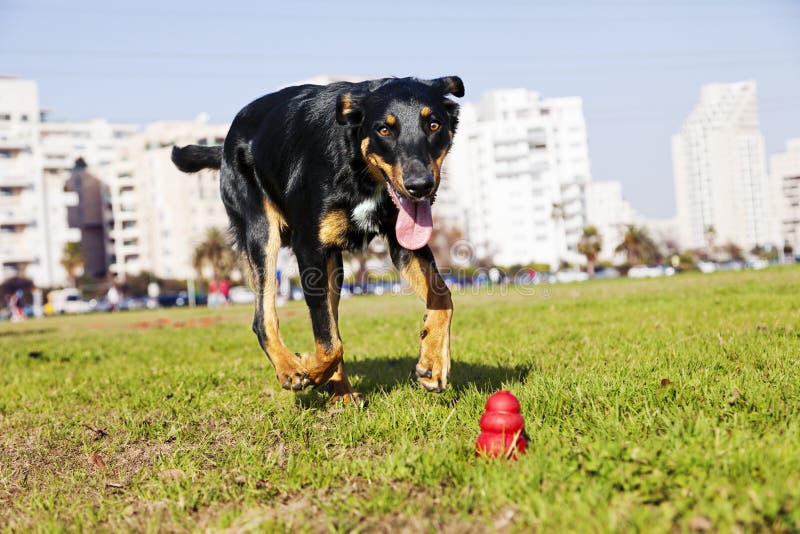 Beauceron / Australian Shepherd Running After Dog Chew Toy Stock ... Beauceron / Australian Shepherd Running After Dog Chew Toy Stock ...