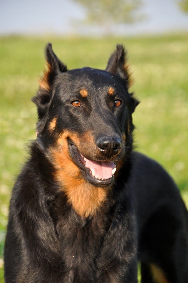 783 Beauceron Dog Stock - Free & Royalty-Free Stock from