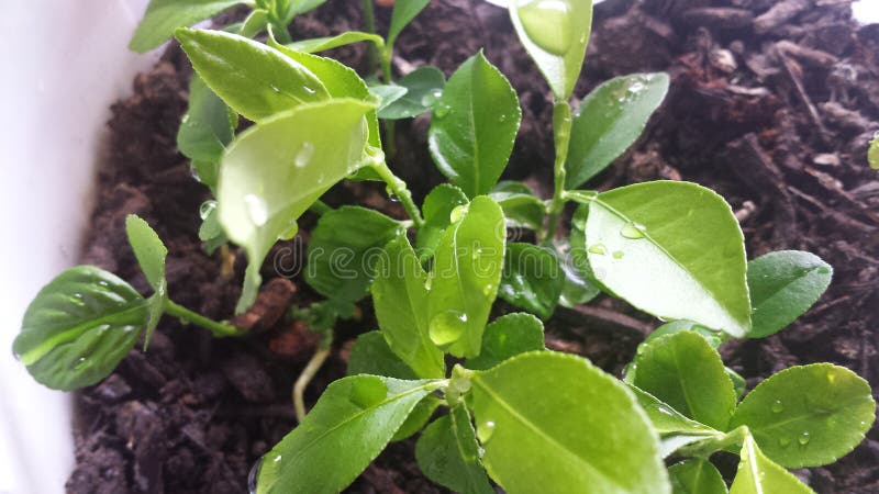 Le Basilic De Citron De Bebe A Germe De La Graine Dans Le Pot Avec Le Sol Photo Stock Image Du Produit Jardin Le Basilic De Citron De Bebe A Germe De La Graine Dans Le Pot Avec Le Sol Photo Stock Image Du Produit Jardin