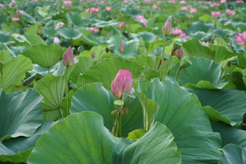 Beaucoup de fleurs et bourgeon de lotus fleurissent en été photo stock Beaucoup de fleurs et bourgeon de lotus fleurissent en été photo stock