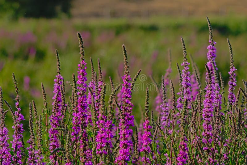 Many Purple loosestrife flowers ,selective focus - Lythrum salicaria. Many Purple loosestrife flowers ,selective focus - Lythrum salicaria