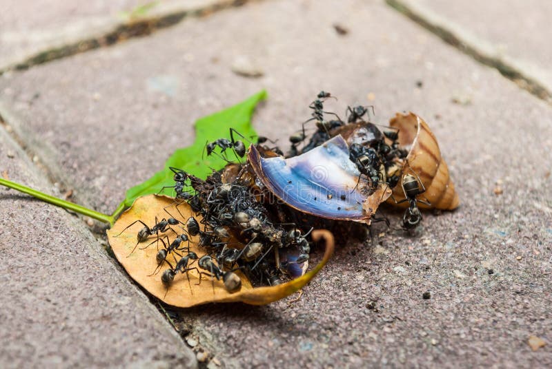 Beaucoup De Fourmis Noires Mangent L'escargot Ensemble Photo stock