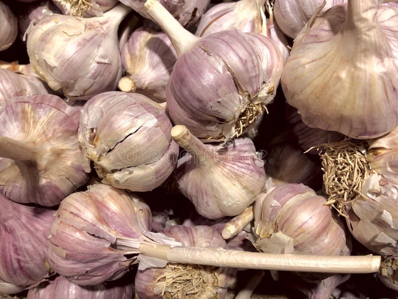 Beaucoup de fruits d'ail sur le devanture de magasin Tir cultivé, vue horizontale, intérieure, en gros plan, supérieure photo stock Beaucoup de fruits d'ail sur le devanture de magasin Tir cultivé, vue horizontale, intérieure, en gros plan, supérieure photo stock