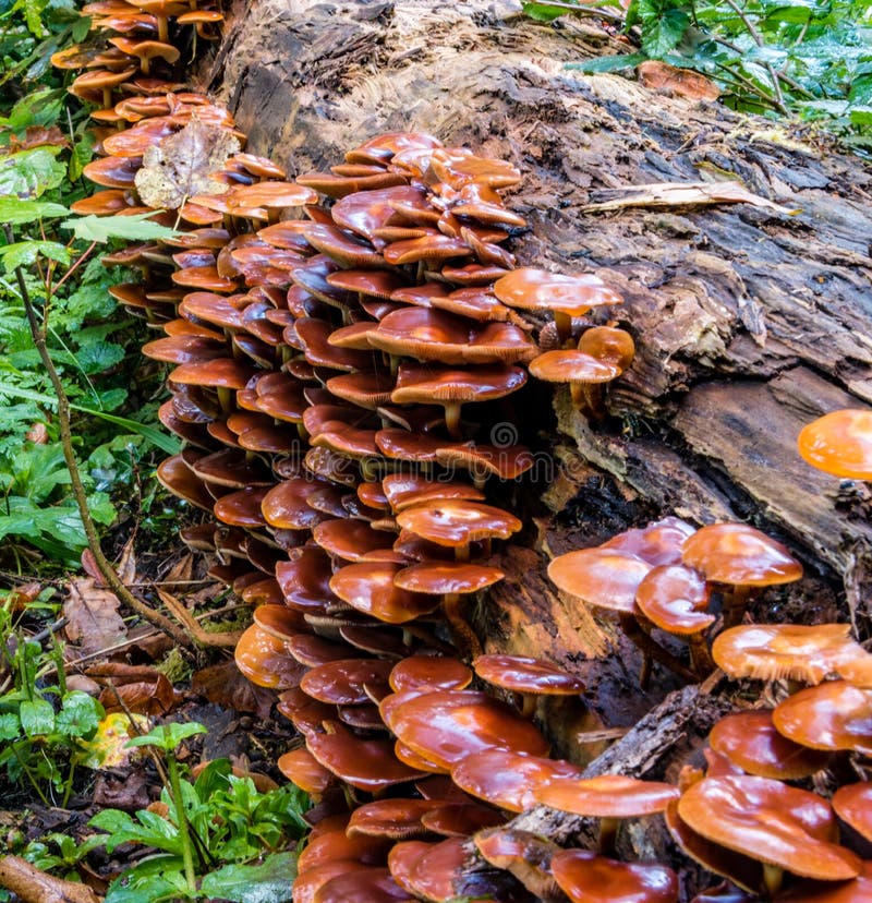 2,448 Champignons Sur Le Bois Mort Photos libres de droits et gratuites de Dreamstime