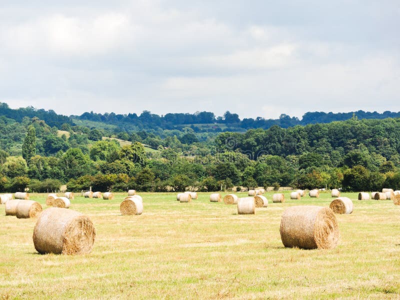 Beaucoup de petits pains de meule de foin sur le champ moissonné, Normandie photographie stock libre de droits Beaucoup de petits pains de meule de foin sur le champ moissonné, Normandie photographie stock libre de droits