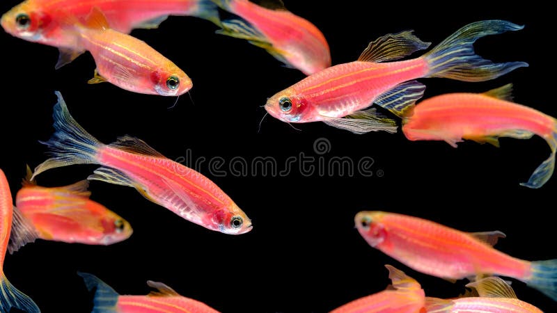 Beaucoup de poissons oranges de zèbre vivent ensemble dans un swimm lumineux et gai images libres de droits Beaucoup de poissons oranges de zèbre vivent ensemble dans un swimm lumineux et gai images libres de droits