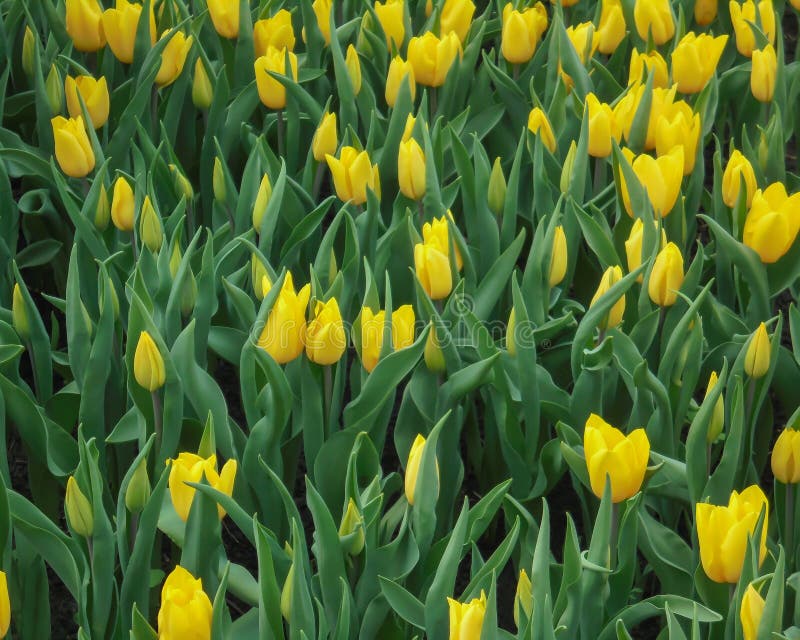 Beaucoup de tulipes jaunes florissantes avec des feuilles vertes poussant dans le sol, patron de printemps floral photo libre de droits