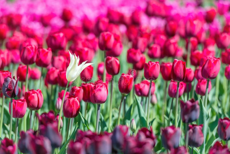 Beaucoup de tulipes rouge foncé photographie stock Beaucoup de tulipes rouge foncé photographie stock