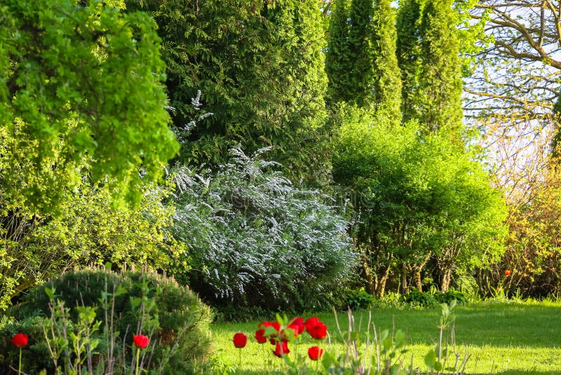 Beaucoup et différentes plantes ornementales photo stock Beaucoup et différentes plantes ornementales photo stock