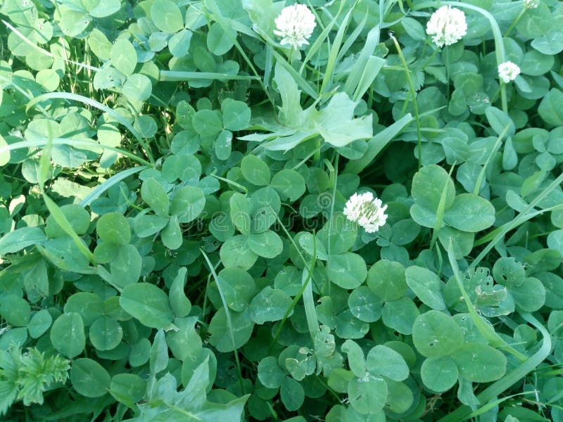 Beaucoup trèfle de quatre feuilles sur l'herbe verte photographie stock Beaucoup trèfle de quatre feuilles sur l'herbe verte photographie stock