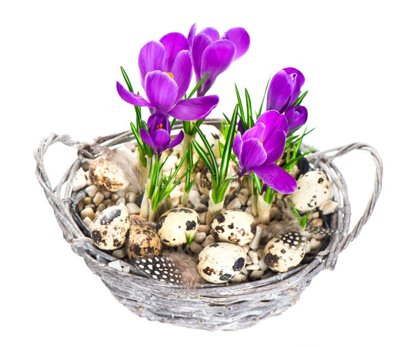 Beautifil Frühlings-Krokusblumen mit Ostereiern stockfotografie Beautifil Frühlings-Krokusblumen mit Ostereiern stockfotografie