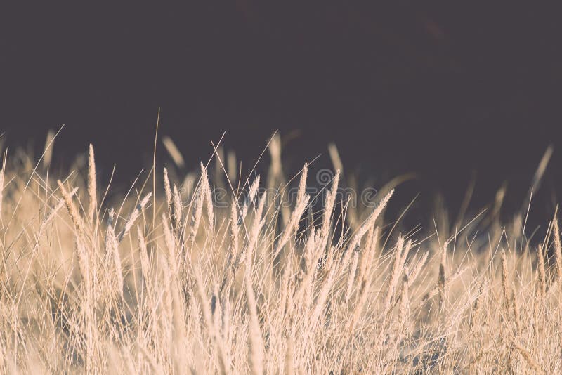Beautiful abstract background grass texture on sunset - vintage stock image Beautiful abstract background grass texture on sunset - vintage stock image