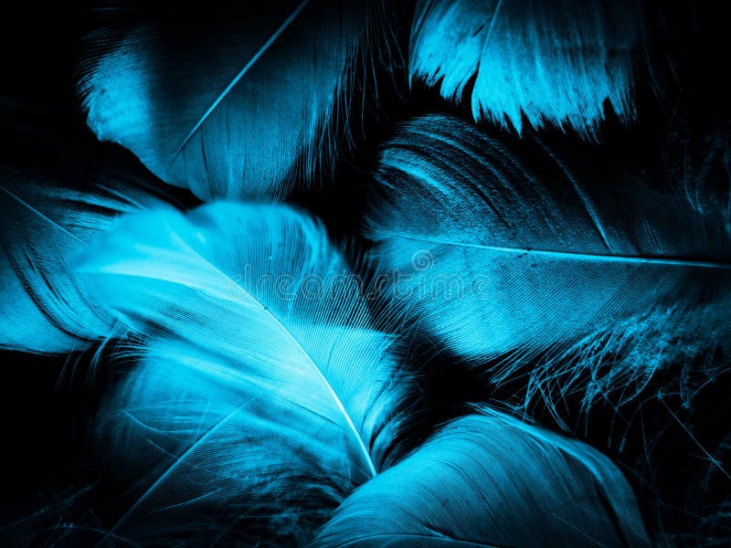 Beautiful Abstract Blue Feathers on Dark Background and Black Feather Texture on Blue Pattern and Blue Background, Feather Wallpap Stock Image - Image of beautiful, feathers: 201076491 Beautiful Abstract Blue Feathers on Dark Background and Black Feather Texture on Blue Pattern and Blue Background, Feather Wallpap Stock Image - Image of beautiful, feathers: 201076491