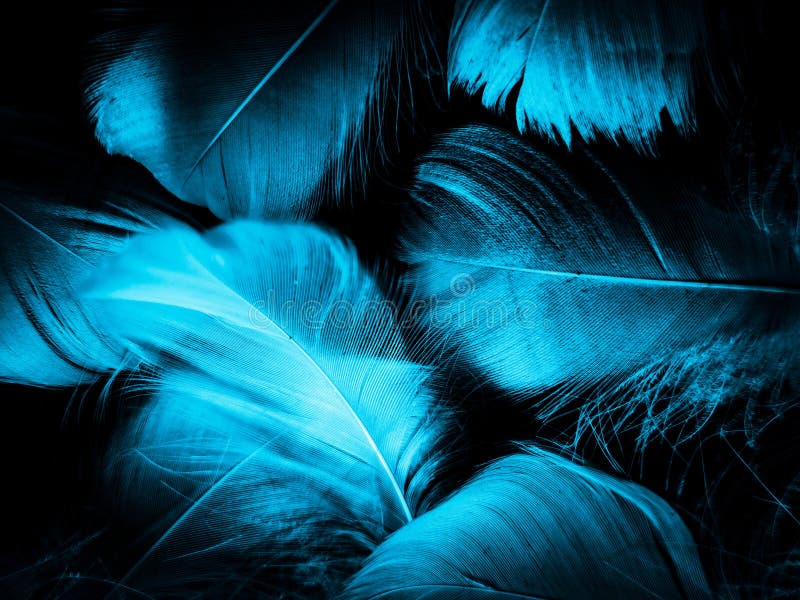 Beautiful Abstract Blue Feathers On Black Background And Blue