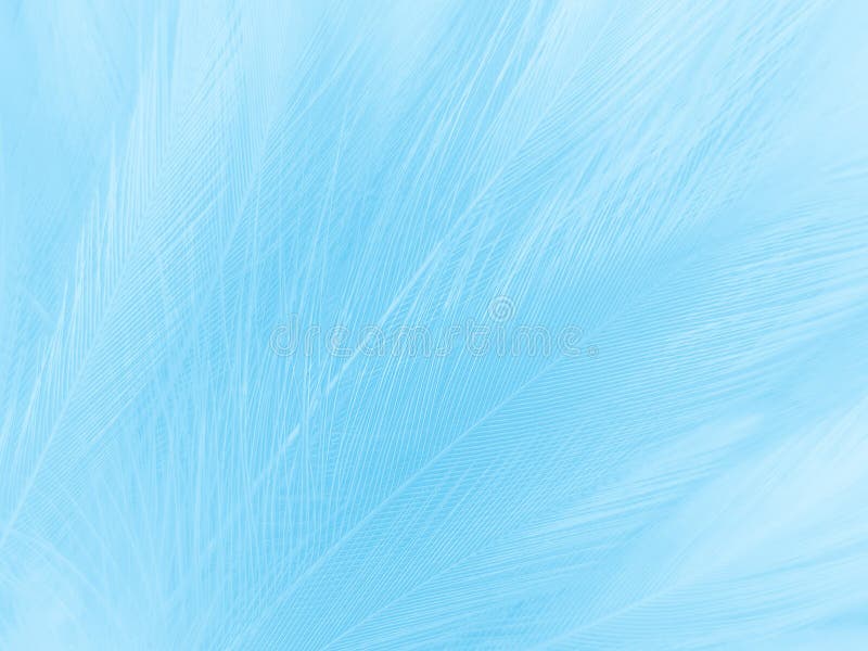 Beautiful Abstract Blue Feathers on White Background, Black Feather