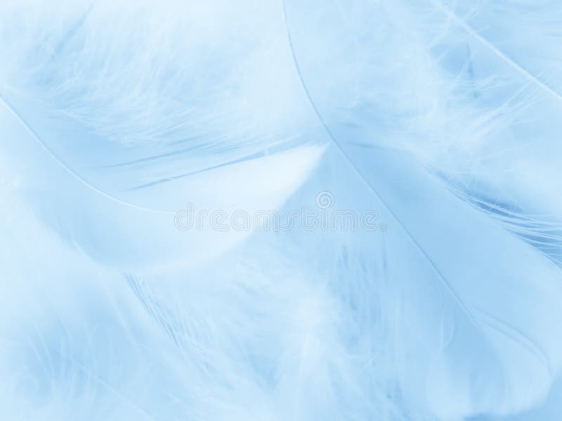 Beautiful Abstract Blue and Green Feathers on Dark Background and Soft  White Feather Texture on White Pattern and Green Background Stock Image -  Image of nature, decoration: 192812835