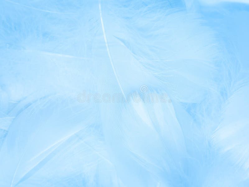 Beautiful Abstract Blue Feathers on White Background, White Feather