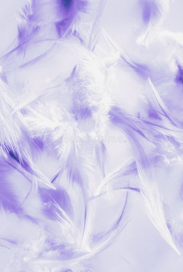 Beautiful Abstract Close Up Color White Pink and Purple Feathers ...