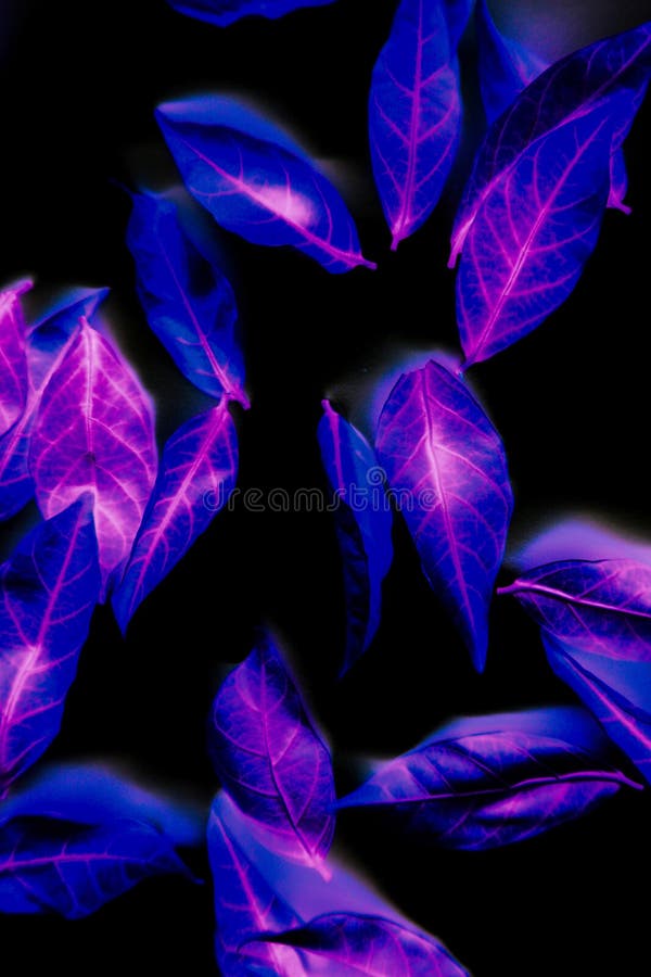 Beautiful Abstract Color Blue Pink and Purple Tree Leaves on the Black ...