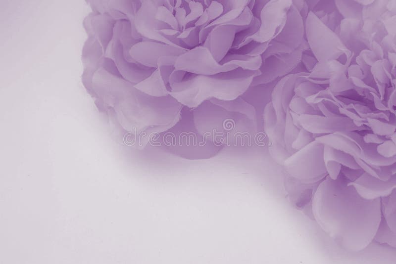 Beautiful abstract color blue and purple flowers on white background and blue flower frame and pink leaves texture, light purple b royalty free stock image