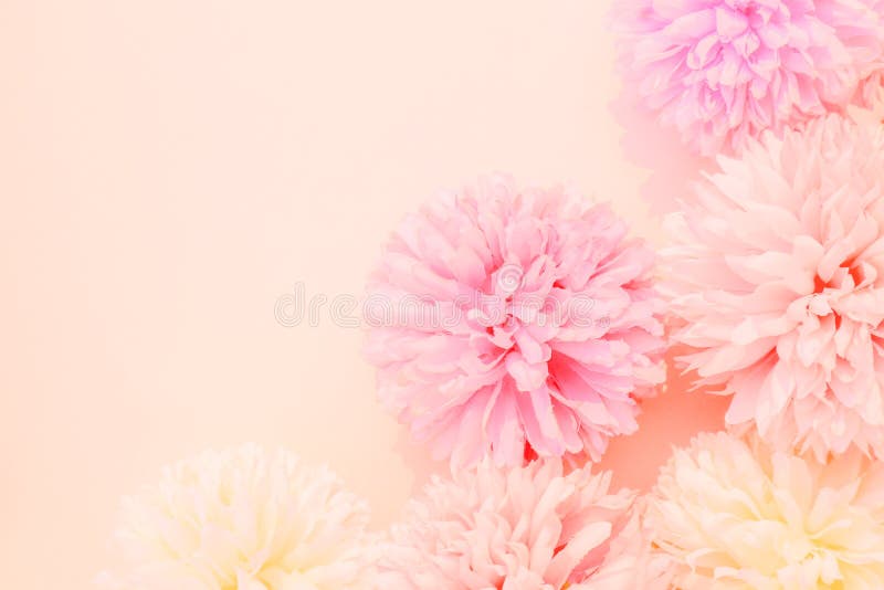 Những bông hoa màu cam tím và hồng trên nền trắng tạo nên bức tranh hoa nghệ thuật tinh tế. Hãy để mắt và tâm hồn được sung sướng bởi vẻ đẹp của chúng.