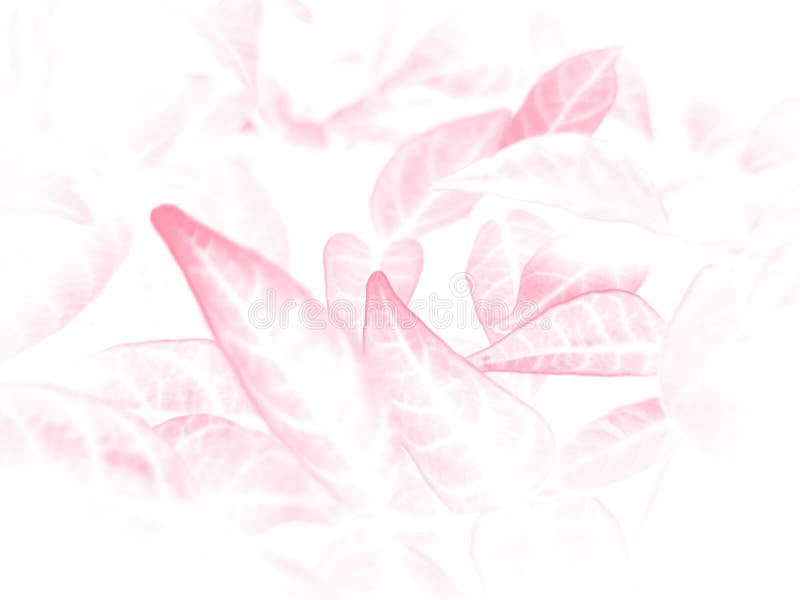 Beautiful abstract color pink flowers on white background and whit flower frame and pink leaves texture, pink background, colorful