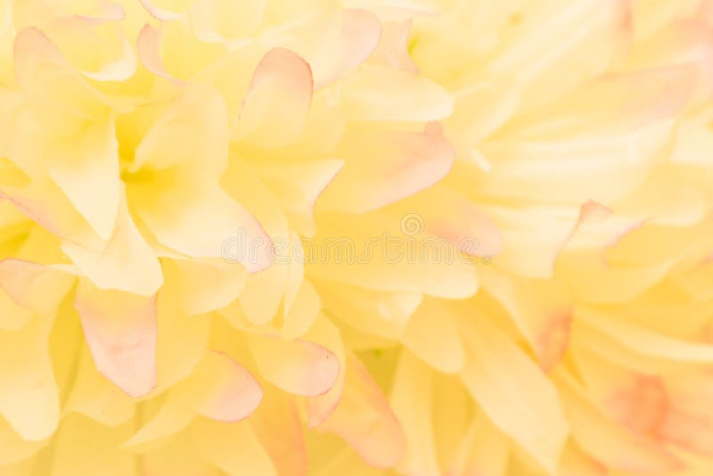 Beautiful Abstract Color Pink and Yellow Flowers on White ...