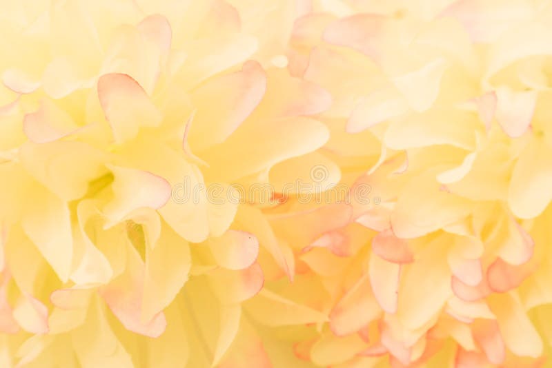 Bức ảnh hoa hồng vàng hồng trừu tượng tuyệt đẹp trên nền trắng mang lại cho bạn cảm giác nhẹ nhàng và tĩnh lặng, tạo nên một mảng trắng tinh khôi trong tâm trí bạn. Màu sắc tươi sáng sẽ khiến cho bạn cảm thấy đầy sinh lực và đầy năng lượng.