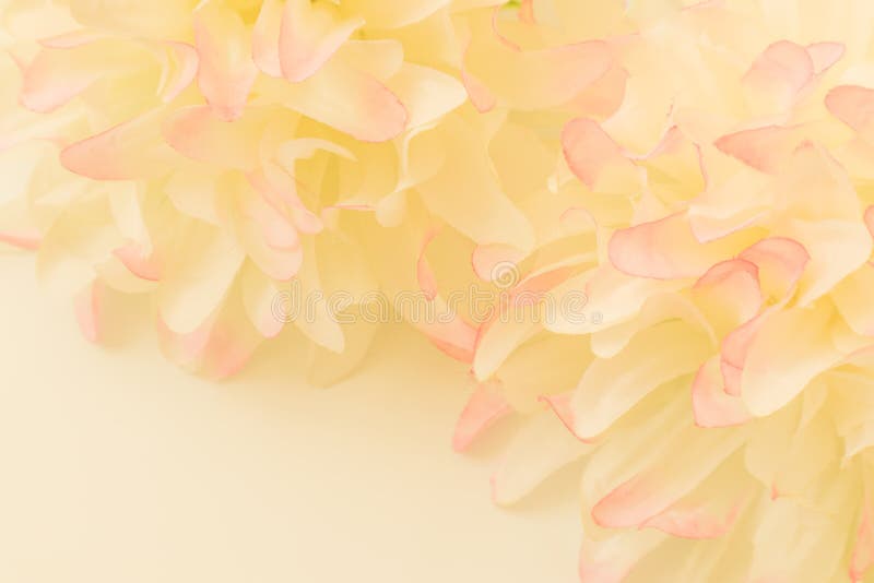 Hoa màu hồng và vàng cùng nhau tạo thành một bức tranh rực rỡ và nổi bật. Hãy ngắm nhìn hình ảnh này để cảm nhận sự đan xen giữa hai màu sắc tuyệt đẹp này.