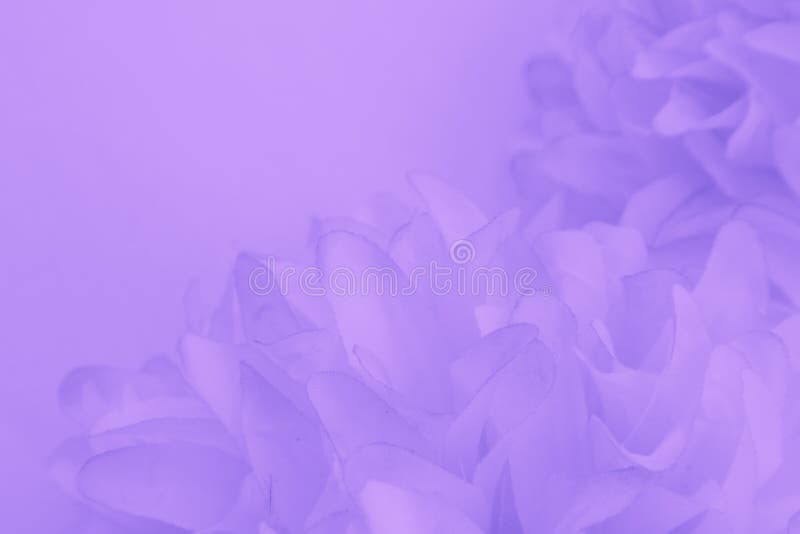 Beautiful Abstract Color Purple and Blue Flowers on White Background and Light  Purple Flower Frame and Purple Leaves Texture Stock Photo - Image of card,  abstract: 168260302