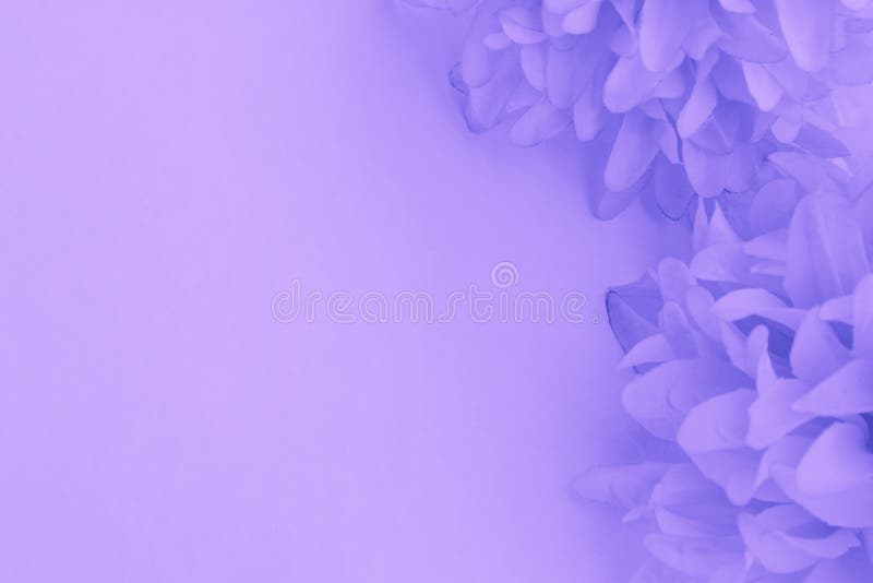 Beautiful Abstract Color Purple and Blue Flowers on White Background and Light  Purple Flower Frame and Purple Leaves Texture Stock Image - Image of heart,  leaves: 168260303