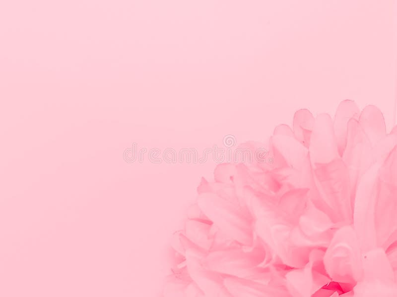 Beautiful Abstract Color Red Flowers on White Background, Light Pink ...