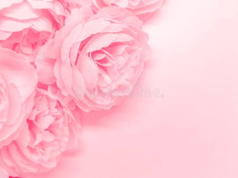 Beautiful Abstract Color Red Flowers on White Background, Light Pink Flower  Frame, Pink Leaves Texture, Gray Background, Valentine Stock Photo - Image  of background, color: 217025520