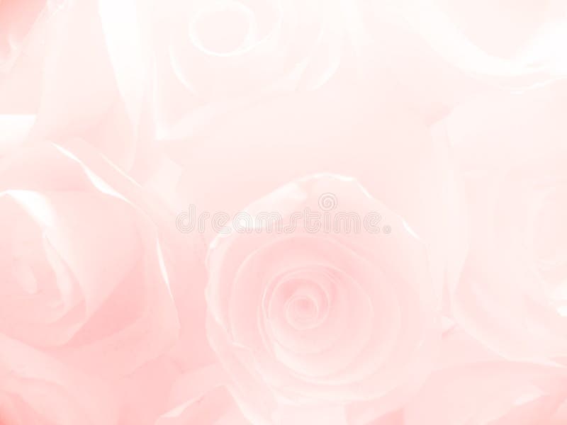 Beautiful abstract color white and pink flowers on white background and white graphic flower frame and pink leaves texture, pink royalty free stock photos