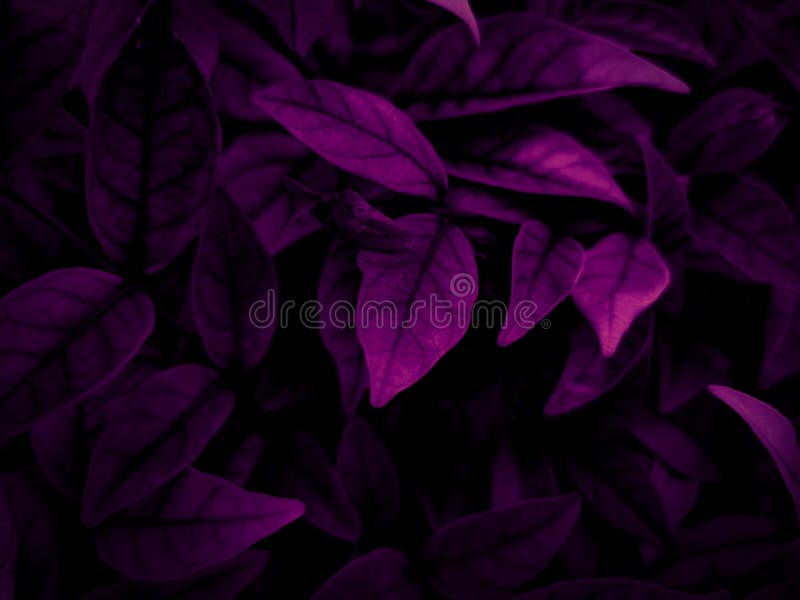 Beautiful abstract color white and pink flowers on dark background and black flower frame and pink leaves texture, pink background. Colorful graphics banner royalty free stock images Beautiful abstract color white and pink flowers on dark background and black flower frame and pink leaves texture, pink background. Colorful graphics banner royalty free stock images