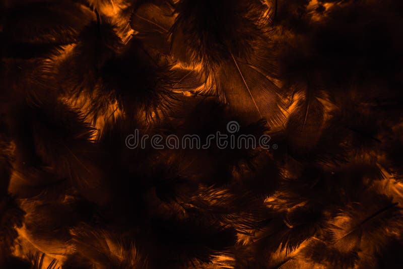 Beautiful abstract colorful black orange and yellow feathers on black background and soft white gold feather texture on dark