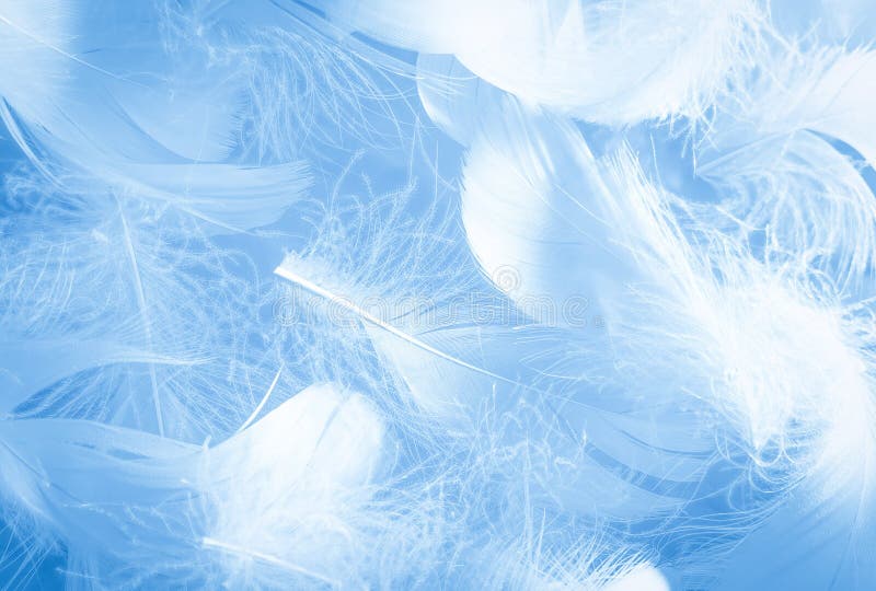 Beautiful Abstract Colorful White and Blue Feathers on White Background ...