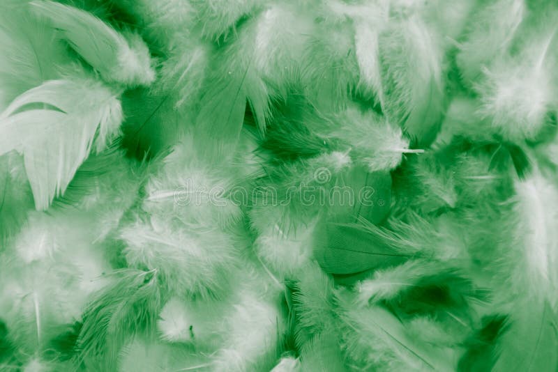 Beautiful abstract colorful white and light green feathers on white  background and dark green feather texture on white pattern and green  background Stock Photo